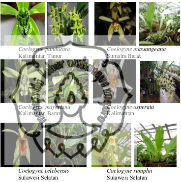 Gambar 2. Bahan penelitian tanaman anggrek Coelogyne spp. 