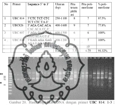 Gambar 20. Hasil amplifikasi DNA dengan primer UBC 814: 1-3 : C.pandurata, 4-6 : C. rumphii, 7-16: hybrid ♀ C