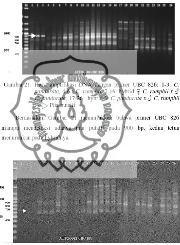 Gambar 21.  Hasil amplifikasi DNA dengan primer UBC 826: 1-3: C. 