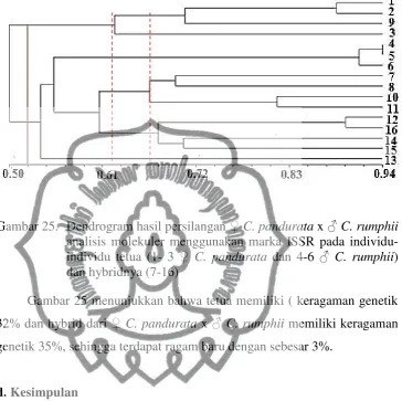 Gambar 25. Dendrogram hasil persilangan ♀ C. pandurata x ♂ C. rumphii 