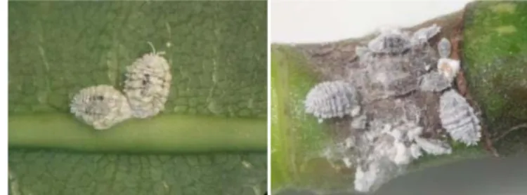 Gambar 11  Nipaecoccus viridis:  pada daun nangka (A) dan koloni pada tangkai  daun nangka (B) 