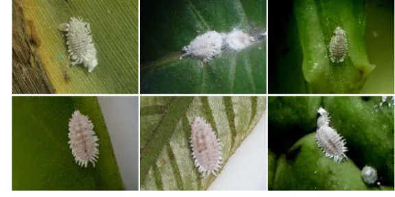Gambar 13  Planococcus minor:  pada daun pisang (A) , pada daun jambu biji  (B), pada batang buah naga (C), pada daun sirsak (D), pada daun  rambutan (E) dan pada buah srikaya (F)  