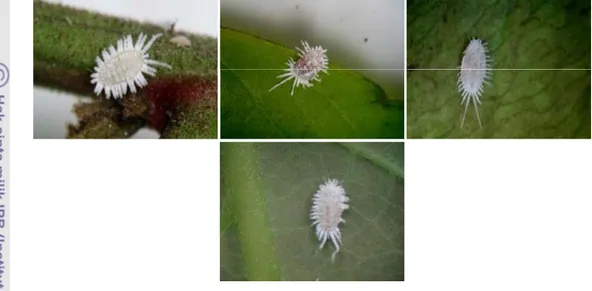 Gambar 15  Pseudococcus longispinus:  pada tangkai daun sirsak (A) , pada buah  rambutan (B), pada daun sawo duren (C), pada bunga jambu air (D)  dan pada daun pisang (E) 
