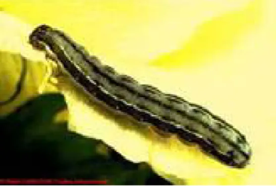 Gambar 3. Ulat Bawang (Spodoptera exigua Hbn.)  Sumber: http://www.hmptuh.blogspot.com 