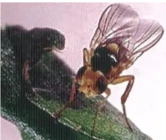 Gambar 7.Imago lalat pengorok daun L. huidobrensis 