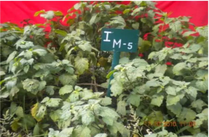 Gambar  2.  Penampilan  tanaman  nilam  aksesi  I  M-5  =  TM2 umur lima BST. 