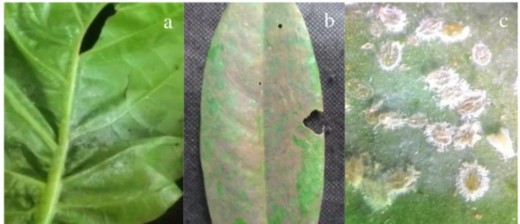 Gambar 1  Gejala serangan kutukebul pada daun tanaman mengkudu (a); embun  jelaga pada daun buni (b); pupa kutukebul pada daun buni (c) 