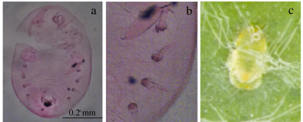 Gambar 4  Eksuvia A. dugesii (tampak ventral) (a); empat pasang pori berbentuk  kerucut (b); bentuk pupa pada daun tanaman jeruk pamelo (b) 