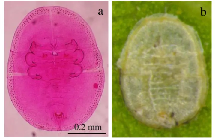 Gambar 11  Eksuvia Dialeurodes sp. (a), bentuk pupa pada daun tanaman murbei  (b) 