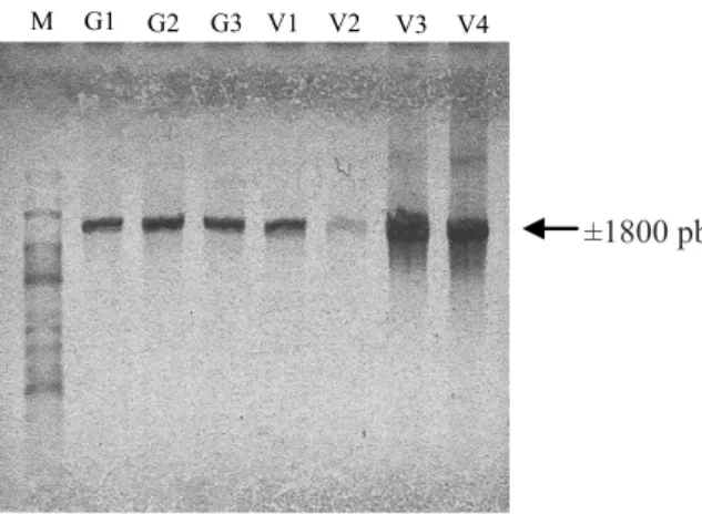 Gambar 3  Amplifikasi PCR dengan primer P1/