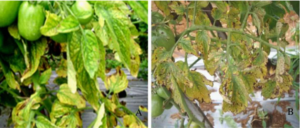 Gambar 1. Gejala penyakit klorosis pada tanaman tomat di lapangan, (A) interveinal yellowing,  (B) nekrotik (Kurniawati et al., 2015)