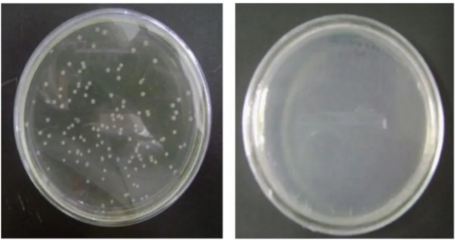 Gambar 3.  (A) Koloni E. coli BL21 (DE3) pLysS yang membawa plasmid rekombinan pET21-CP pada media LB agar yang telah diberi antibiotik ampisilin dan kloramfenikol, (B) kontrol berupa plasmid pET-21 b tanpa insert yang ditumbuhkan pada LB agar yang telah d