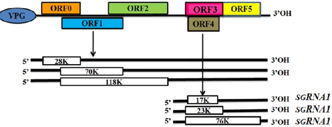 Gambar 1  Diagram  organisasi  genom  Polerovirus  pada  famili  Luteoviridae  (Regenmortel et al