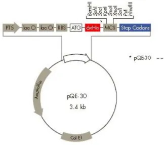 Gambar 2  Vektor pQE30 dalam Sistem  Ekspresi  Protein. PT5:  promoter T5, lac  O: operator lac, RBS: ribosome binding site, ATG: start kodon, 6xHis: 