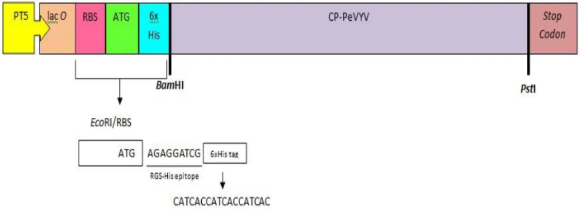 Gambar 3 Vektor pQE30 dalam Sistem Ekspresi Protein CP-PeVYV. 