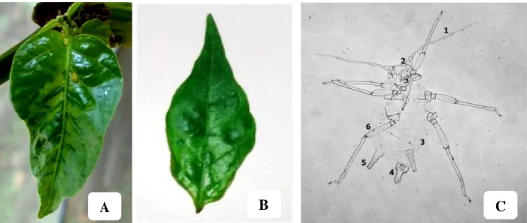 Gambar 6   (A)  Daun  cabai  sakit  sebagai  inokulum;  (B)  Daun  tanaman  cabai  sakit hasil penularan vektor kutudaun; dan (C) kutudaun A