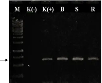 Gambar 7   Hasil  amplifikasi  DNA  sampel  daun  tanaman  cabai  bergejala  klorosis  berat  (B),  sedang  (S),  dan  ringan  (R),    K(-),  kontrol  sehat  dan  K(+),    kontrol  positif  dari  tanaman  sakit