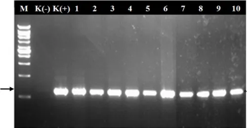 Gambar 8  Hasil  amplifikasi  DNA  sebanyak  sepuluh  sampel  daun  tanaman 