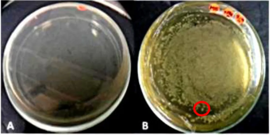 Gambar 10   Hasil  transformasi  (A)  kontrol  negatif  tanpa  diberi  plasmid  (K-);        