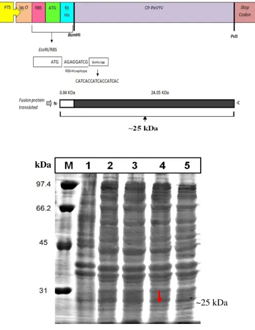Gambar 12   (A)  Representasi  skematik  konstruksi  CP-PeVYV  pada  vektor  ekspresi  pQE30  dengan  enzim  restriksi  BamHI  dan  PstI  menunjukkan  0.84  kDa  6xHistag  Protein  dan  24.05  kDa  fragmen  yang terekspresi dari CP-PeVYV