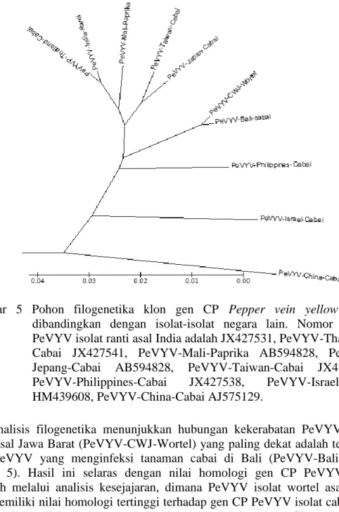 Gambar  5).  Hasil  ini  selaras  dengan  nilai  homologi  gen  CP  PeVYV  yang  diperoleh  melalui  analisis  kesejajaran,  dimana  PeVYV  isolat  wortel  asal  Jawa  Barat memiliki nilai homologi tertinggi terhadap gen CP PeVYV isolat cabai asal  Bali