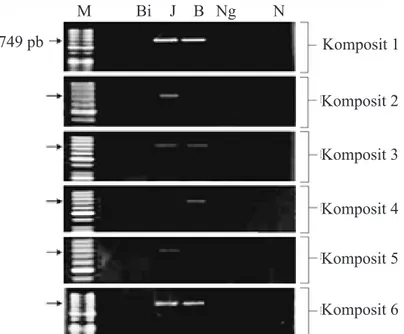 Gambar 1  Hasil PCR menggunakan primer spesifik SYSV terhadap komposit (1–6) sampel bibit  bawang merah