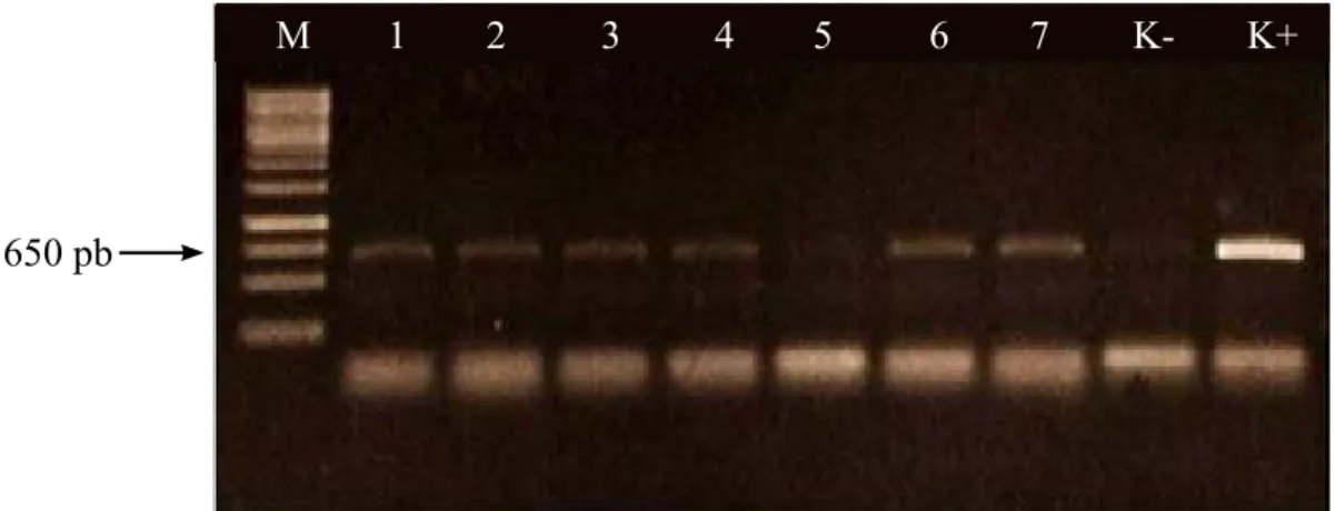 Tabel 1  Tingkat homologi (%) gen selubung protein PeVYV isolat Bali dengan isolat  Polerovirus lain