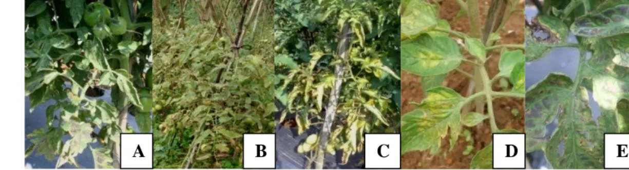Gambar  1    Gejala  penyakit  klorosis  pada  pertanaman  tomat  di  Cipanas  (A),  Lembang  (B),  Garut  (C),  D  =  gejala  awal  dan  E  =  gejala  lanjut  penyakit klorosis 