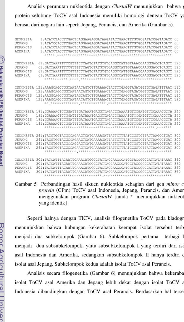 Gambar  5    Perbandingan  hasil  sikuen  nukleotida  sebagian  dari  gen  minor  coat  protein  (CPm)  ToCV  asal  Indonesia,  Jepang,  Perancis,  dan  Amerika  menggunakan  program  ClustalW  [tanda  *  menunjukkan  nukleotida  yang identik] 