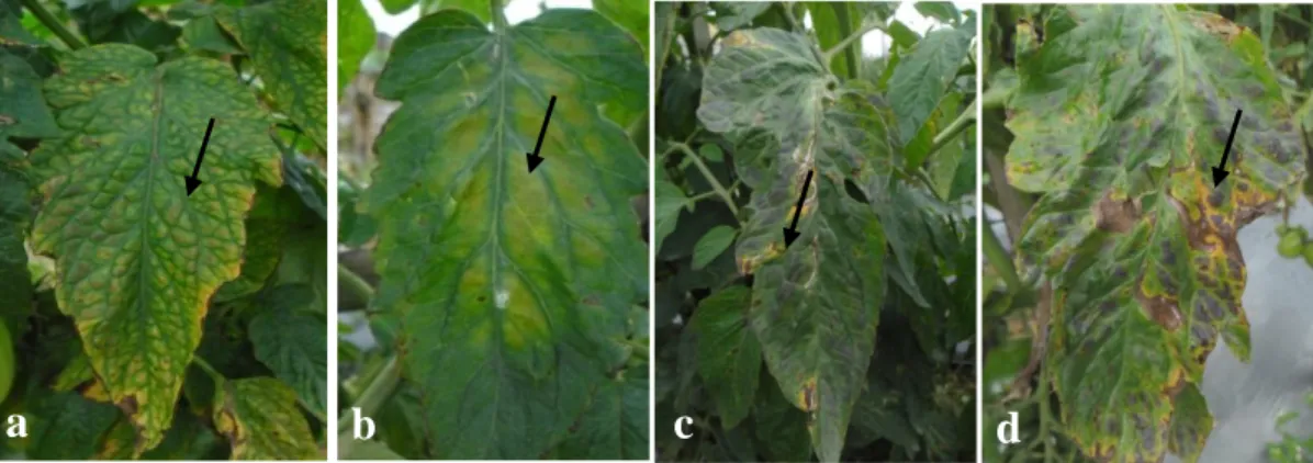 Gambar 1  Gejala  penyakit  klorosis  pada  tanaman  tomat  varietas  Marta  yang  ditemukan  saat  survei  di  daerah  Pacet,  Cianjur,  Jawa  Barat