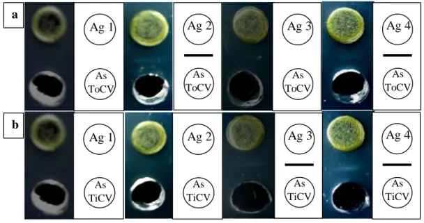 Gambar  3    Reaksi  antiserum  (a)  ToCV;  dan  (b)  TICV  pada  agarose  gel  presipitation test