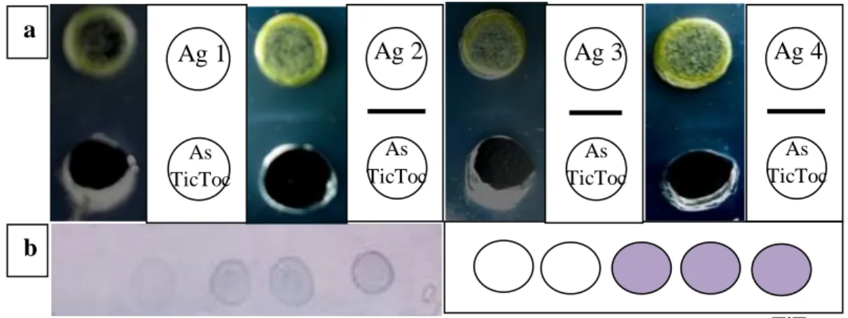 Gambar  5    Uji  secara  simultan  dengan  mencampurkan  antiserum  ToCV  dan  TICV. (a) AGPT; (b) DIBA