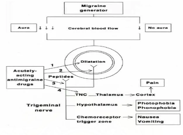 Gambar 2.3. Patofisiologi dan target terapi migren 20  
