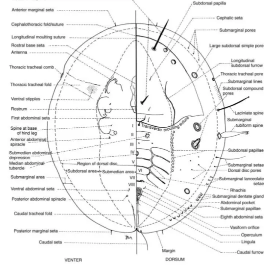 Gambar 3  Morfologi umum dari kantung pupa kutu kebul (Martin 1987) 