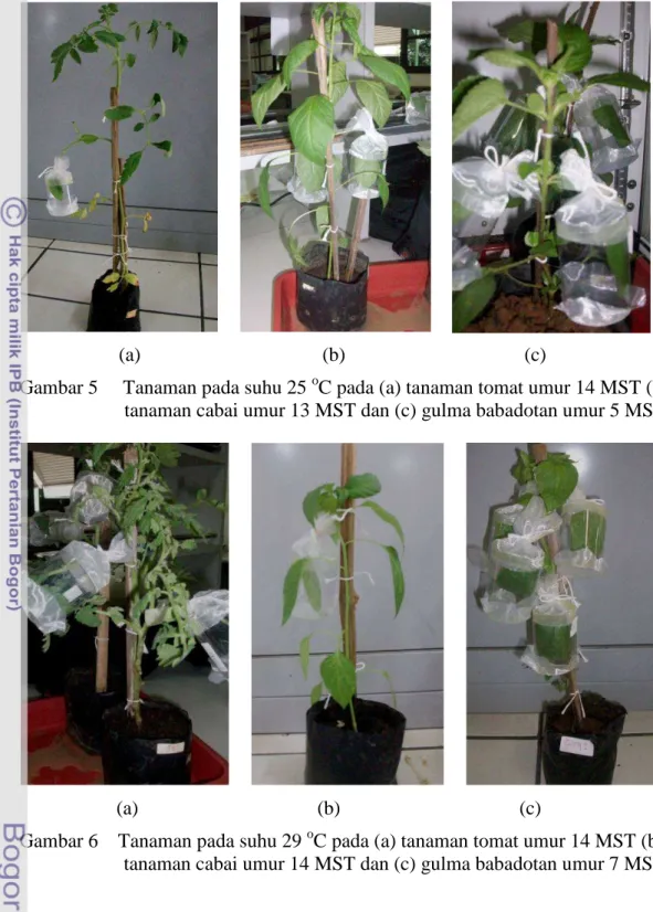 Gambar 5     Tanaman pada suhu 25  o C pada (a) tanaman tomat umur 14 MST (b)   tanaman cabai umur 13 MST dan (c) gulma babadotan umur 5 MST