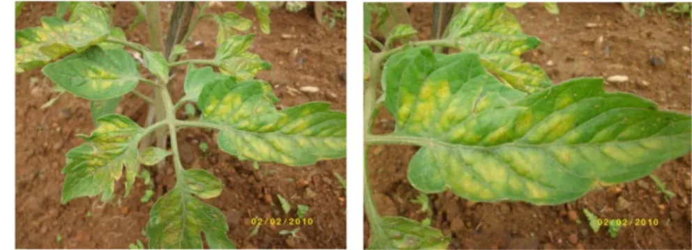 Gambar 1  Gejala penyakit klorosis pada tanaman tomat yang disebabkan oleh  ToCV  