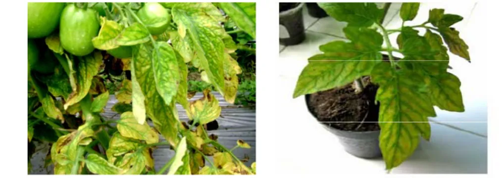 Gambar 3  Gejala penyakit klorosis pada tanaman tomat yang disebabkan oleh  TICV  