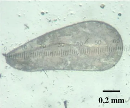 Gambar 2   Pengukuran T. vaporariorum: (a) rostrum dengan perbesaran 11x10         dan (b) sayap depan dengan perbesaran 5x10 