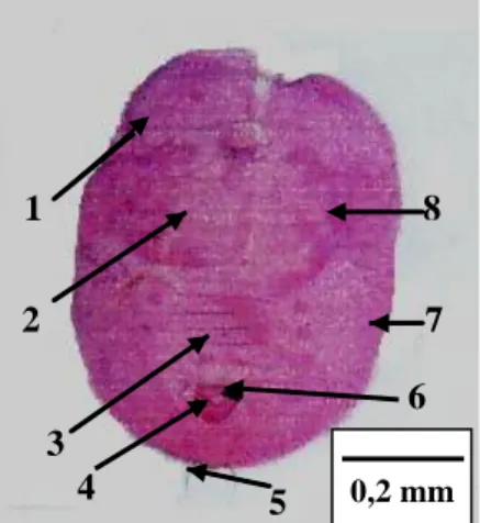 Gambar 4  Pupa T. vaporariorum (a) pada daun tomat dan (b) preparat pupa: (1)  pinggiran  trakea,  (2)  rambut  dorsal,  (3)  ruas  abdomen  VII,  (4)  vasiform orifice, (5) seta kaudal, (6) lingula, (7) submarginal, (8) basal  tungkai tengah dan belakang 