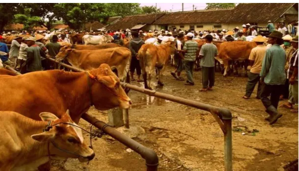 Gambar 5. Aktifitas Pasar Hewan dusun Purworejo desa Jeron kecamatan   Nogosari kabupaten Boyolali