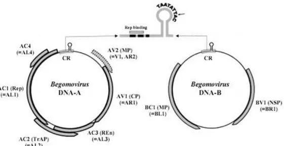 Gambar 2.1 Organisasi genom DNA-A dan DNA-B Begomovirus. DNA-A   memiliki  enam  open  reading  frame  (ORF),  yaitu  AV1  (gen  AR1; 