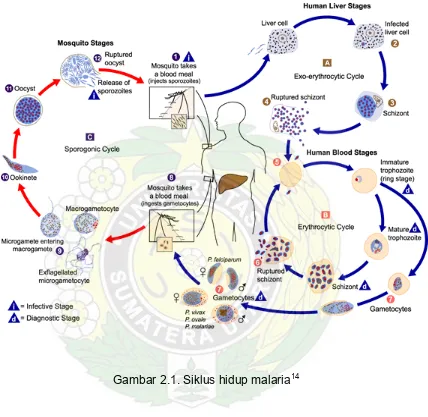 Gambar 2.1. Siklus hidup malaria14 