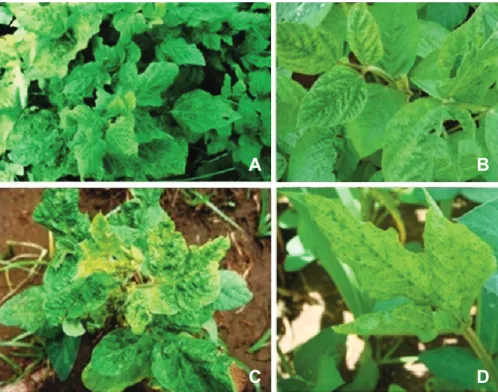 Gambar 1. Variasi gejala mosaik pada tanaman kedelai di lapangan (A: mosaik dengan daun keriting; B: