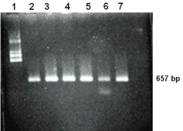 Gambar 3. Hasil amplikasi DNA menggunakan primer cp-CMV (1: 1 kb ladder, 2: isolat Bantul, 3: isolat Bone, 4: isolat Grobogan, 5: isolat Ngawi, 6: isolat NTB, 7: isolat Probolinggo)
