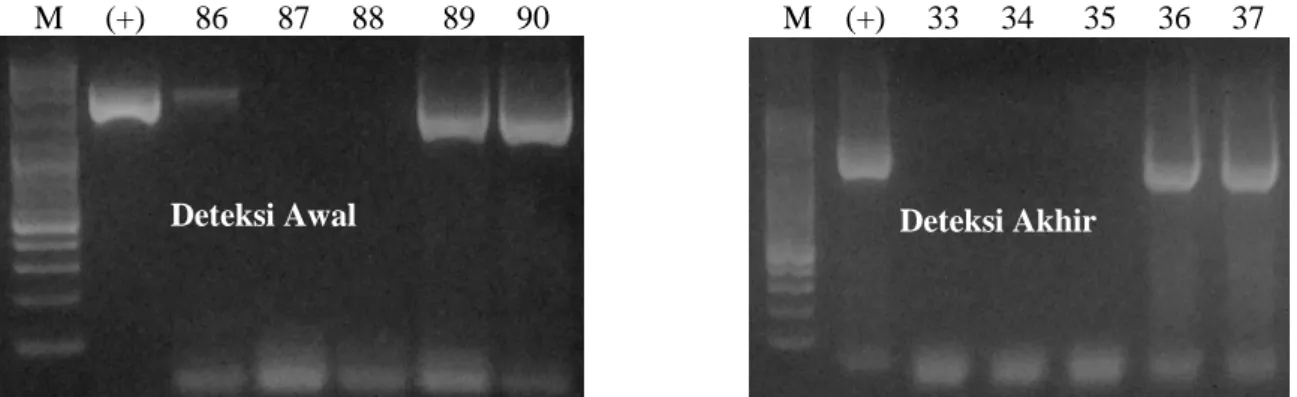 Gambar 3. Deteksi Transgen (PhGH) pada Benih Ikan Lele Dumbo Non-Transgenik (Nomor,      89-90  dan  33-35  =  Sampel  Benih  Ikan  Lele  Non-Transgenik;  Nomor  87-88     dan  36-37  =  Sampel  Predator;  M  adalah  Marker  DNA  (100-3.000  bp)     (Vivan