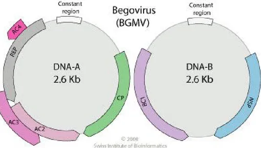 Gambar 2.2. Organisasi genom DNA-A dan DNA-B Begomovirus 