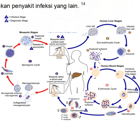 Gambar 2. Siklus Hidup Parasit Malaria.32