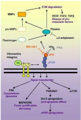 Gambar 2.4 Urokinase plasminogen activator system dan fungsinya. 