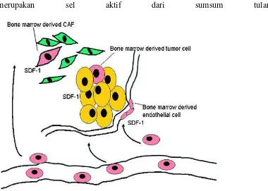 Gambar 2. 5 Peranan BMDC sebagai CAFs . BMDC  mengekspresikan CXCR4 (sel merah muda) chemotax ke daerah hipoksia dan peradangan sebagai respon tumor (Li, terhadap SDF-1 (disekresi oleh CAFs dan sel inflamasi) dan memasukkan ke dalam pembuluh sebagai EC, ke dalam stroma sebagai CAFS, dan sebagai sel et al., 2007) 