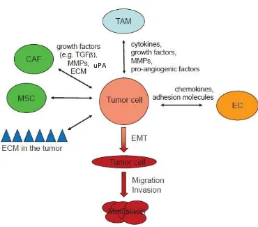 Gambar 2.6 Interaksi sel tumor dan TME (Ungefroken, et al., 2011)  